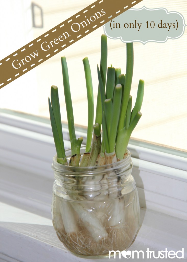 grow green onions in water