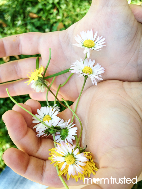 pick flowers with a few inches of stem for a daisy chain